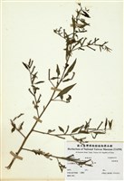 藏品(假柳葉菜)的圖片